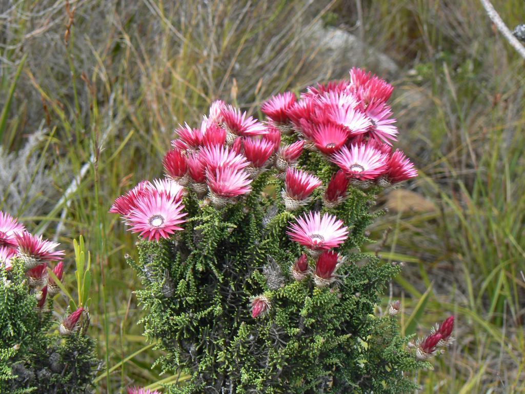 Van Den Berg'S Guesthouse Bettyʼs Bay Esterno foto