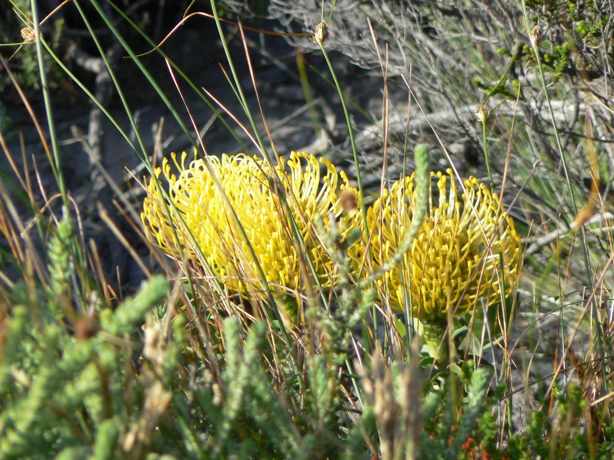 Van Den Berg'S Guesthouse Bettyʼs Bay Esterno foto
