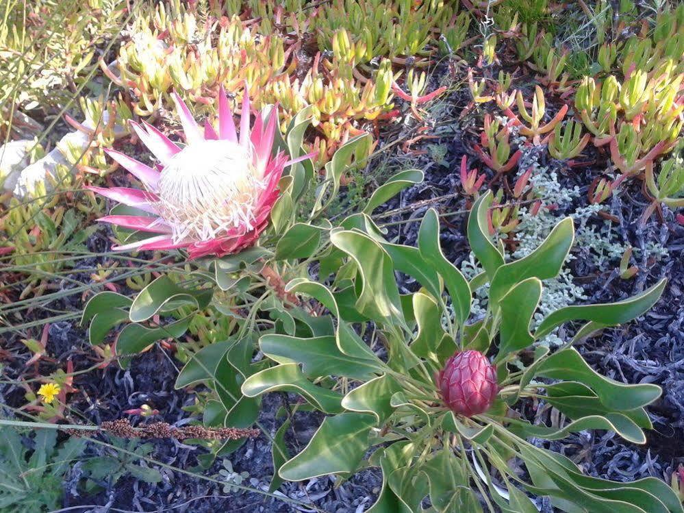 Van Den Berg'S Guesthouse Bettyʼs Bay Esterno foto